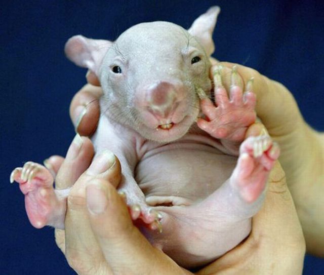 ugly animals pics. 1 Ugly but Cute Baby Animals