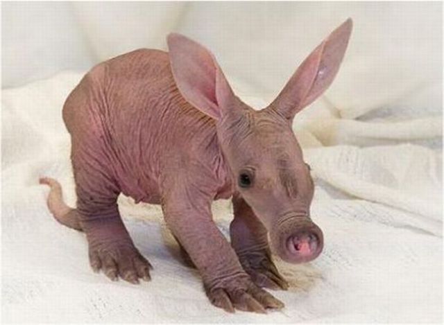 ugly animals images. Ugly but Cute Baby Animals (55