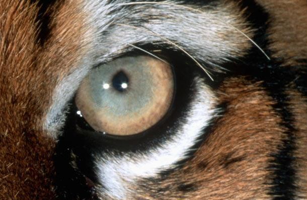 The Riddle of the Day: Who These Eyes Belong To? (25 pics)