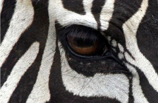 The Riddle of the Day: Who These Eyes Belong To? (25 pics)