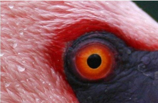 The Riddle of the Day: Who These Eyes Belong To? (25 pics)