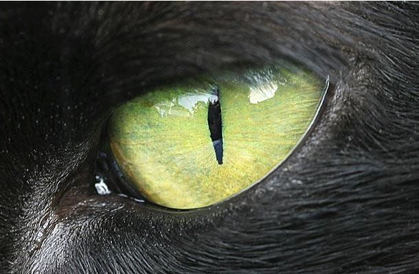 The Riddle of the Day: Who These Eyes Belong To? (25 pics)