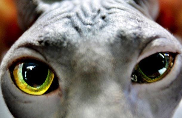 The Riddle of the Day: Who These Eyes Belong To? (25 pics)