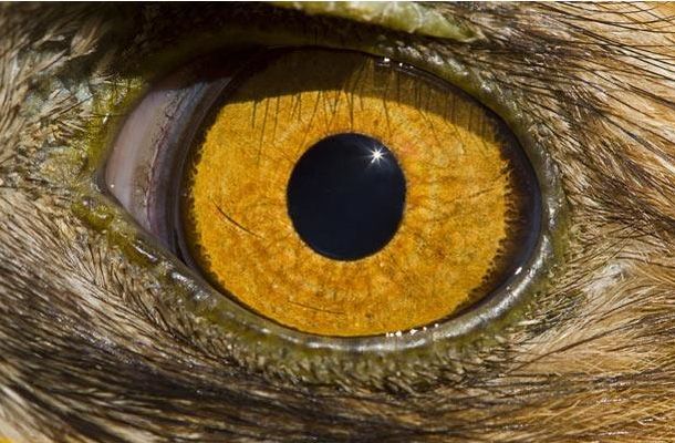 The Riddle of the Day: Who These Eyes Belong To? (25 pics)