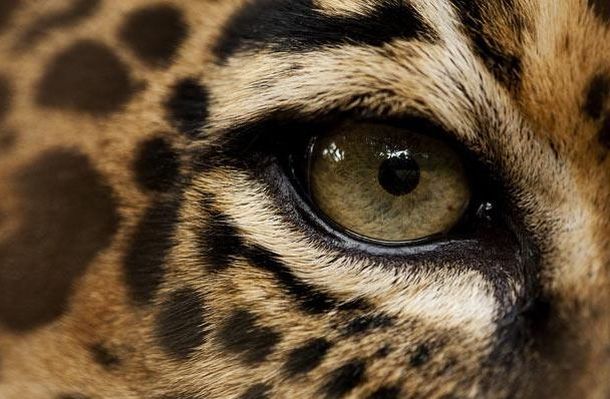 The Riddle of the Day: Who These Eyes Belong To? (25 pics)