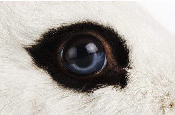 The Riddle of the Day: Who These Eyes Belong To? (25 pics)