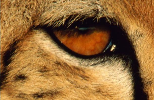 The Riddle of the Day: Who These Eyes Belong To? (25 pics)