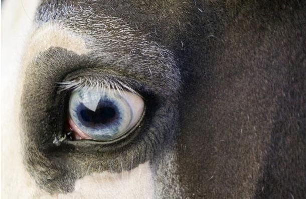 The Riddle of the Day: Who These Eyes Belong To? (25 pics)