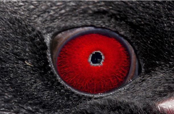 The Riddle of the Day: Who These Eyes Belong To? (25 pics)