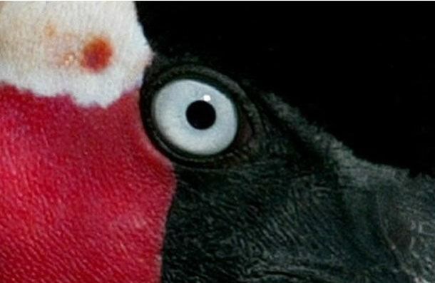 The Riddle of the Day: Who These Eyes Belong To? (25 pics)