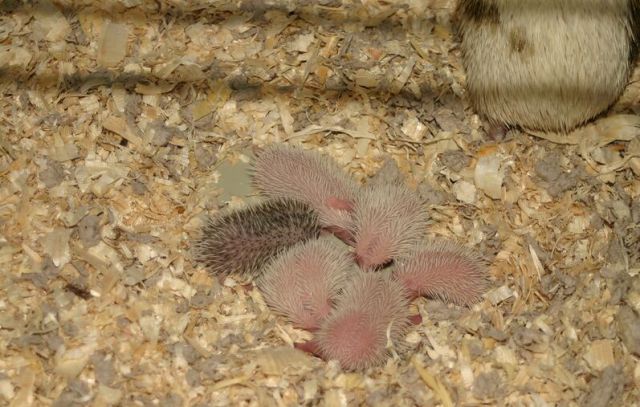 Newly Born Hedgehogs Are So Cute (52 pics)