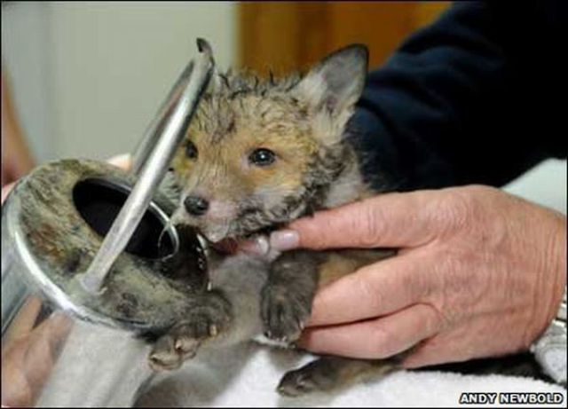 Rescuing a Baby Fox (12 pics)