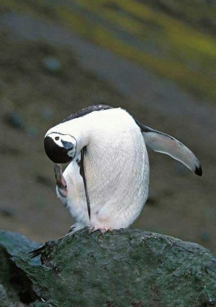 funny penguins. 40 Penguins a Bunch (51 pics)