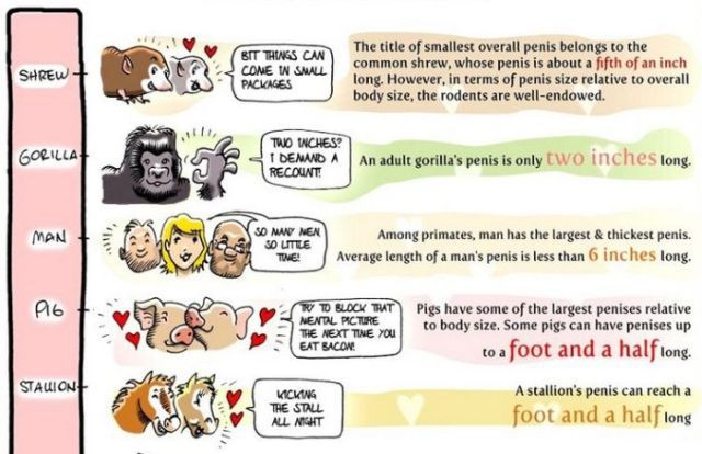 Comparing Penis Sizes 102