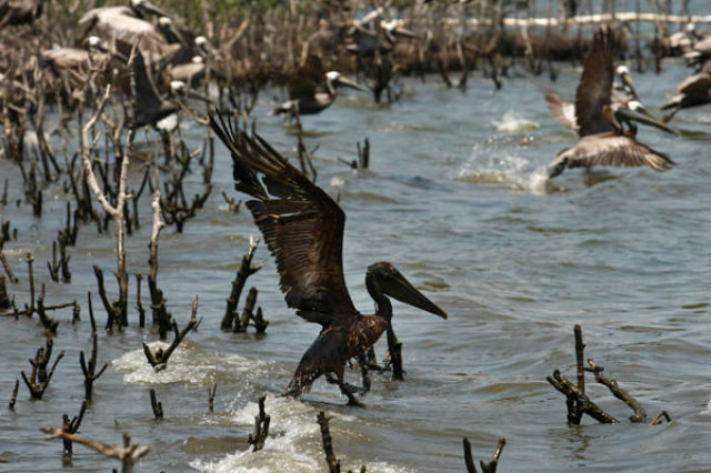 The BP Oil Leak Disaster: Animals Are the First Victims! (26 pics)