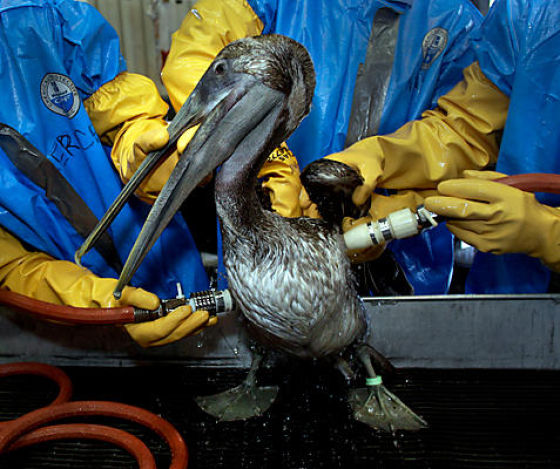 The BP Oil Leak Disaster: Animals Are the First Victims! (26 pics)