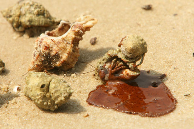 The BP Oil Leak Disaster: Animals Are the First Victims! (26 pics)
