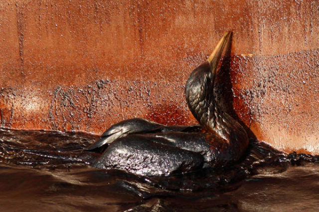 The BP Oil Leak Disaster: Animals Are the First Victims! (26 pics)