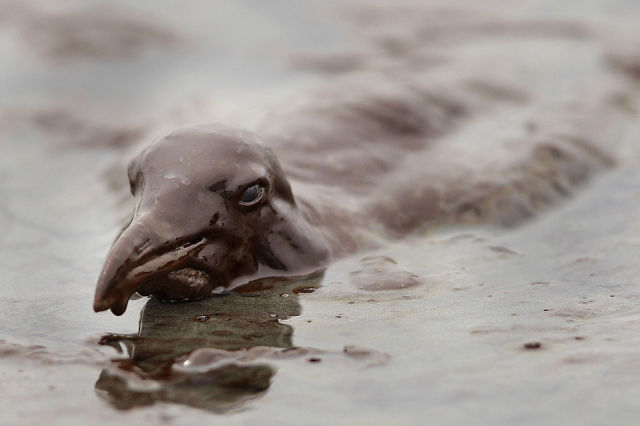 The BP Oil Leak Disaster: Animals Are the First Victims! (26 pics)