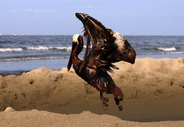The BP Oil Leak Disaster: Animals Are the First Victims! (26 pics)