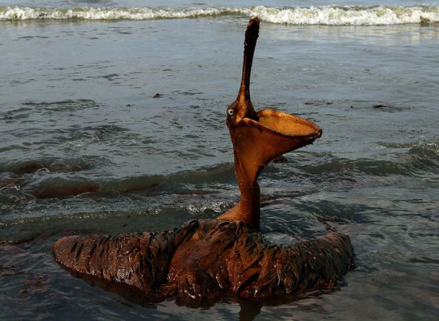 The BP Oil Leak Disaster: Animals Are the First Victims! (26 pics)