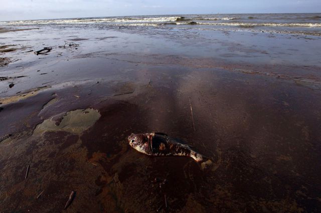 The BP Oil Leak Disaster: Animals Are the First Victims! (26 pics)