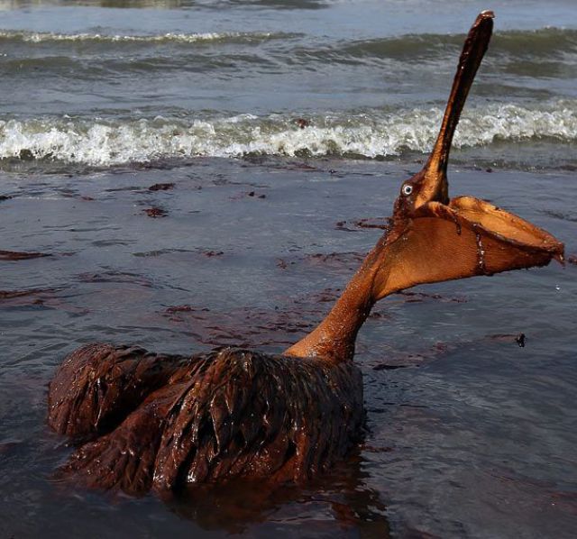 The BP Oil Leak Disaster: Animals Are the First Victims! (26 pics)