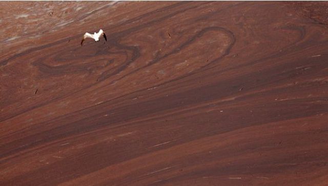 The BP Oil Leak Disaster: Animals Are the First Victims! (26 pics)