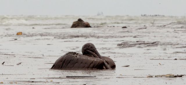 The BP Oil Leak Disaster: Animals Are the First Victims! (26 pics)