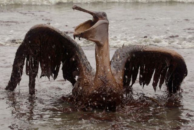 The BP Oil Leak Disaster: Animals Are the First Victims! (26 pics)