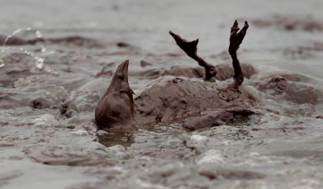 The BP Oil Leak Disaster: Animals Are the First Victims! (26 pics)