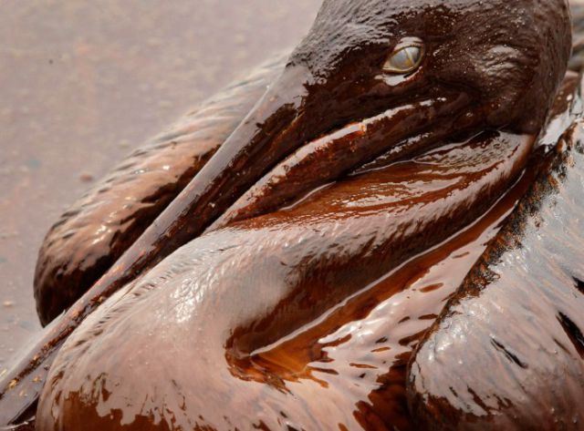 The BP Oil Leak Disaster: Animals Are the First Victims! (26 pics)
