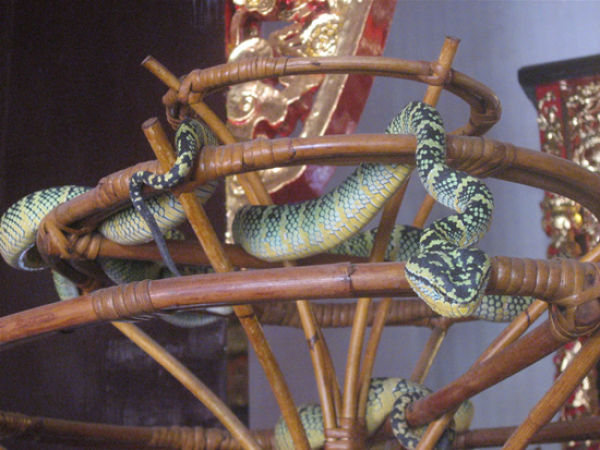 Malaysian Temple with Hundreds Poisonous Snakes (26 pics)
