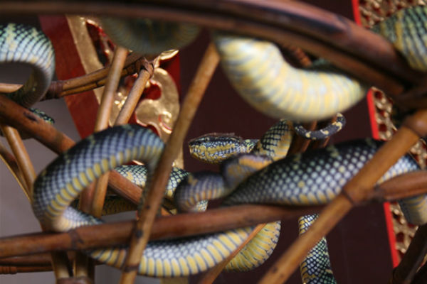 Malaysian Temple with Hundreds Poisonous Snakes (26 pics)