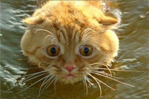 Swimming Cats Are So Funny (29 pics) - Izismile.com