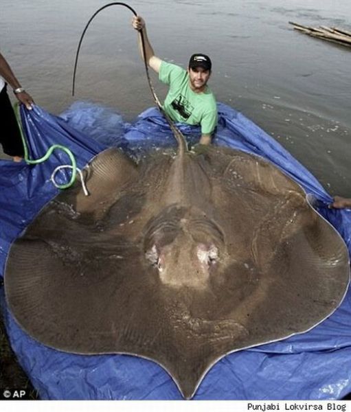 Fisherman’s Dream (31 pics) Fisherman’s Dream (31 pics)
