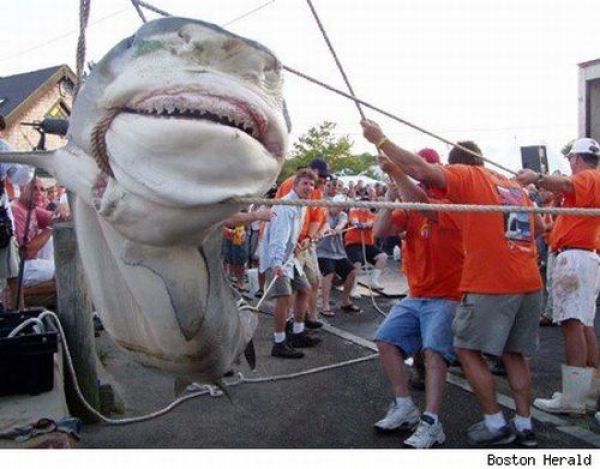 Fisherman’s Dream (31 pics) Fisherman’s Dream (31 pics)
