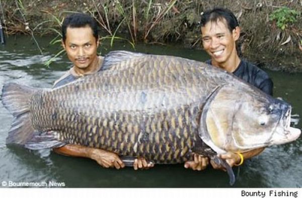 Fisherman’s Dream (31 pics) Fisherman’s Dream (31 pics)