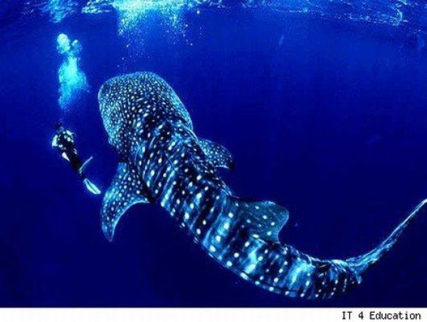 Fisherman’s Dream (31 pics) Fisherman’s Dream (31 pics)