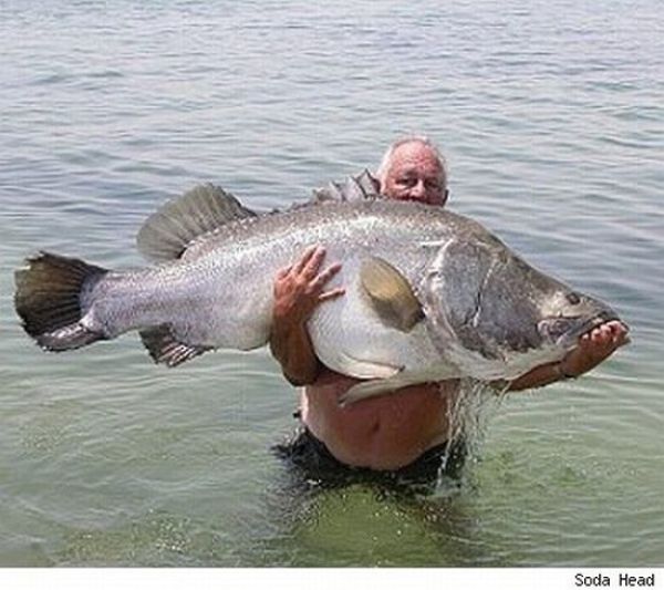 Fisherman’s Dream (31 pics) Fisherman’s Dream (31 pics)
