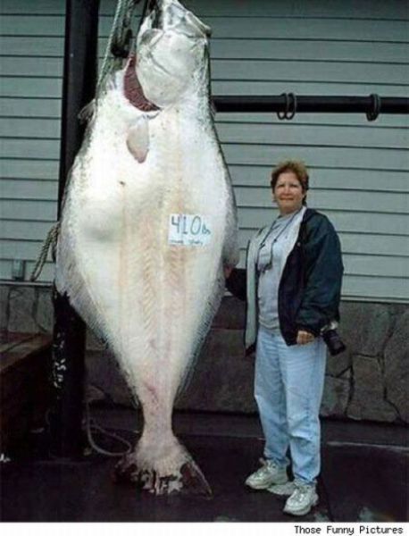 Fisherman’s Dream (31 pics) Fisherman’s Dream (31 pics)