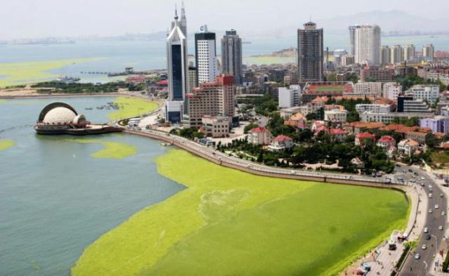 Seaweeds Invasion in China (18 pics)