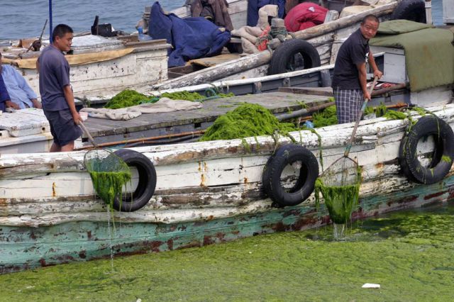 Seaweeds Invasion in China (18 pics)