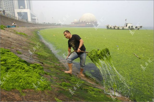 Seaweeds Invasion in China (18 pics)