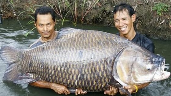 31 Ridiculously Big Fish