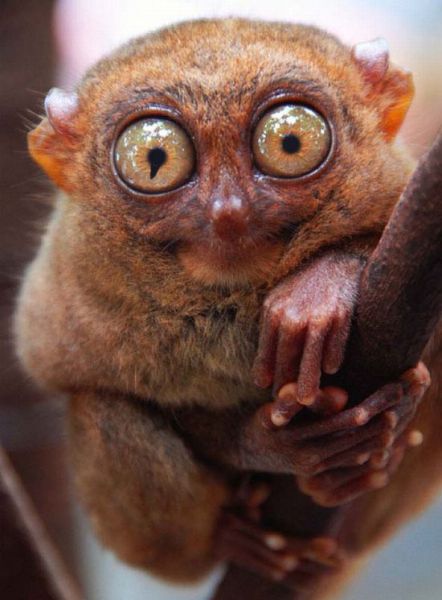 http://img.izismile.com/img/img3/20100718/640/tarsiers_photo_manipulations_640_08.jpg