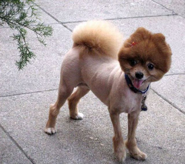 Hilarious Dog Haircuts (49 pics)