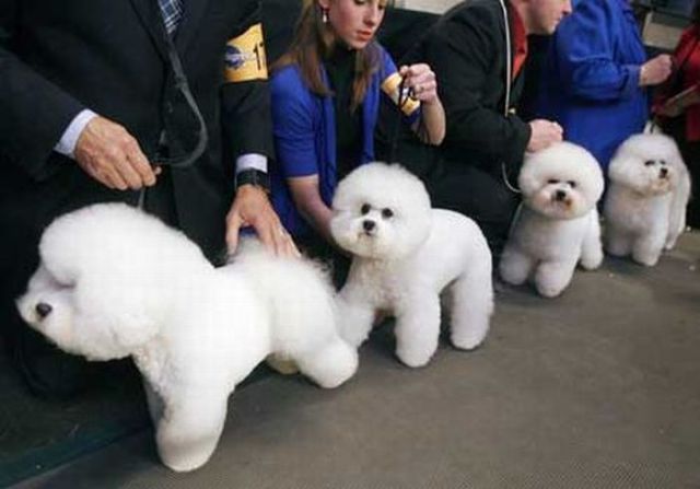 Hilarious Dog Haircuts (49 pics)