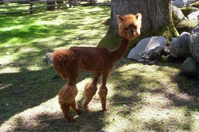 Hilarious Dog Haircuts (49 pics)