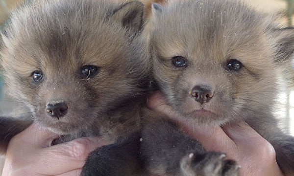 Cute Tamed Foxes (12 pics)